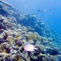 DSCF8372 koraly a ryby